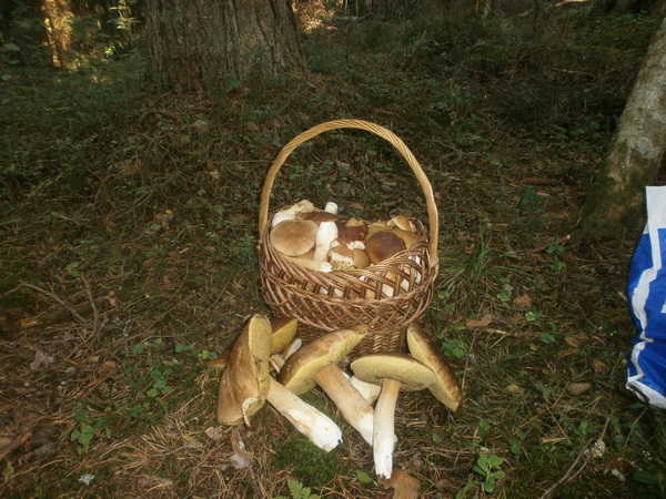 продам белые грибы в Спб.