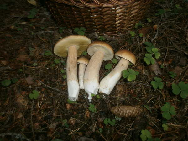 Грибоман- продажа белых грибов в Спб. 