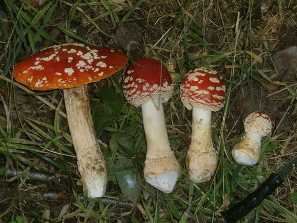 Продам мухомор красный сушеный в Спб.