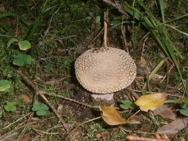 Продаю в Спб. сушеный пантерный мухомор