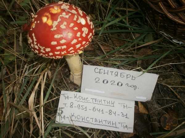 сушеные мухоморы в продаже в Спб.