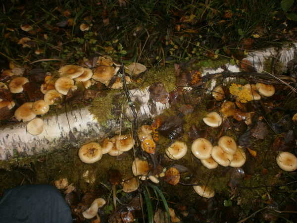 Опята сушеные в Спб. от Грибомана