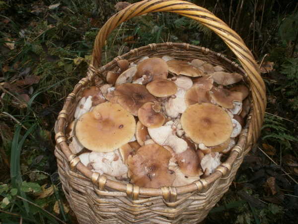 продам грибы опята в Спб.