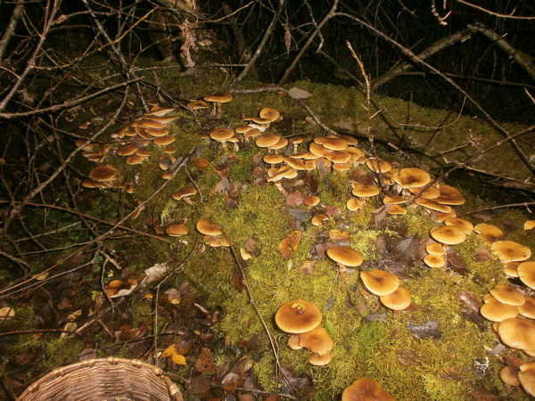 Грибоман- продажа сушеных опят в Спб. 