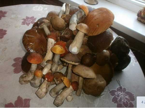 Грибы подосиновики в Спб. от Грибомана