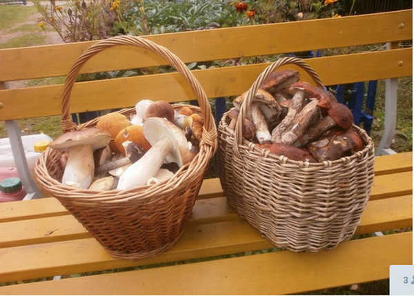 продам грибы сушеные подосиновики в Спб.