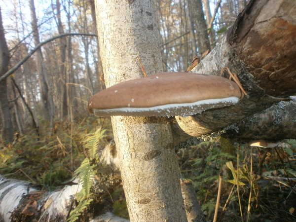 Полезный гриб-трутовик купить в Спб.