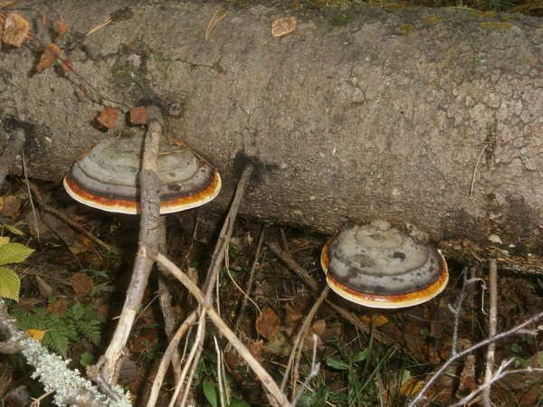 продам целебные грибы-трутовики в Спб.