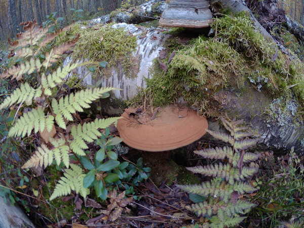целебный и полезный гриб-трутовик